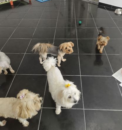 Pet hospedado na Lambeijos Pet